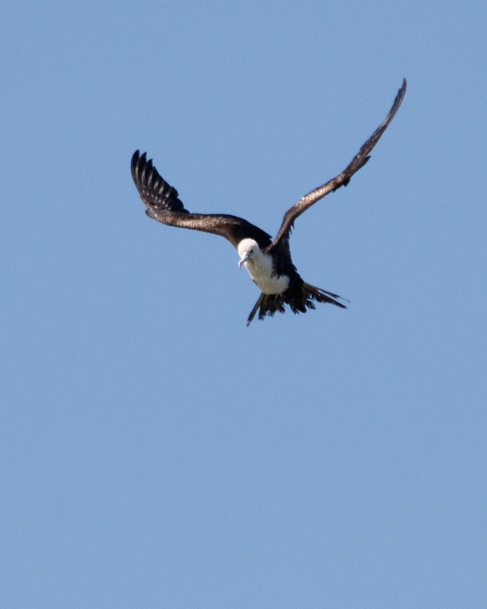 Magnificent Frigatebird - ML616646388