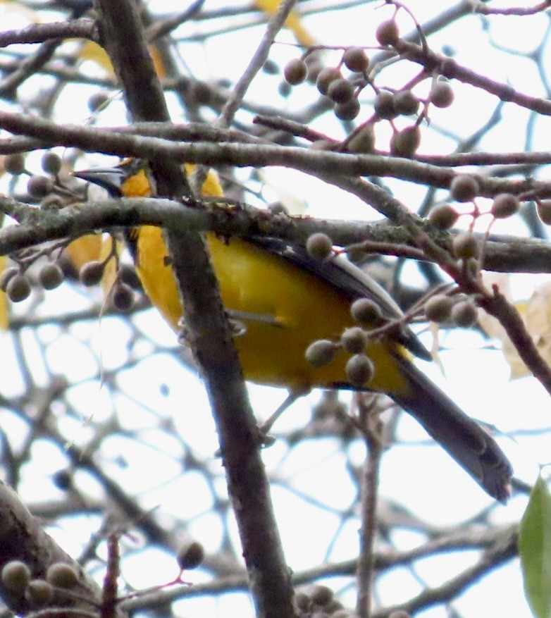 Altamira Oriole - ML616646390