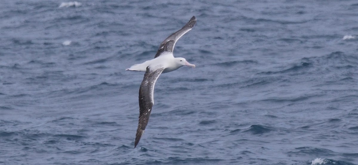 Southern Royal Albatross - ML616646419