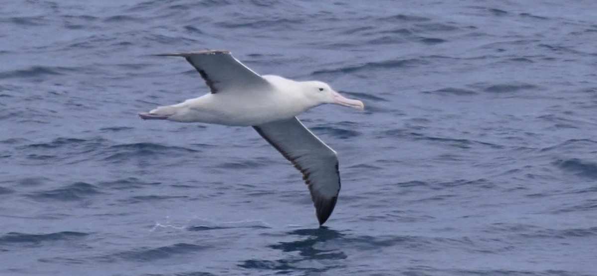 Southern Royal Albatross - ML616646432