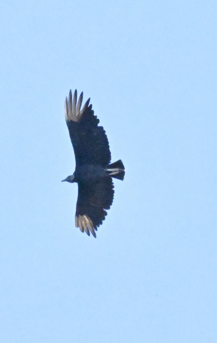 Black Vulture - ML616646453
