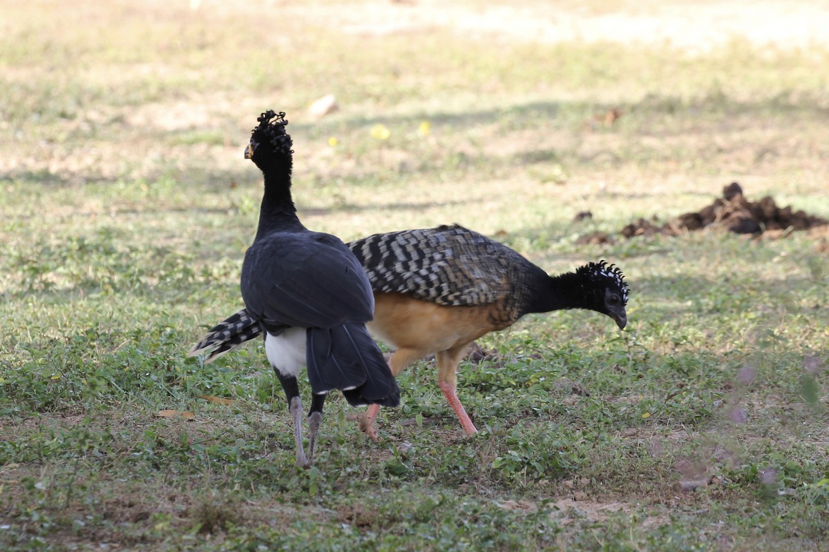 Bare-faced Curassow (Bare-faced) - Tim Cowley