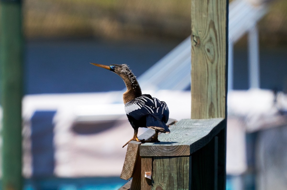 Anhinga - ML616646562