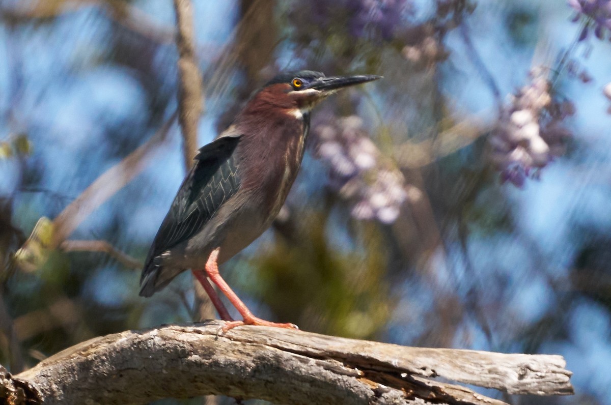 Green Heron - ML616646570