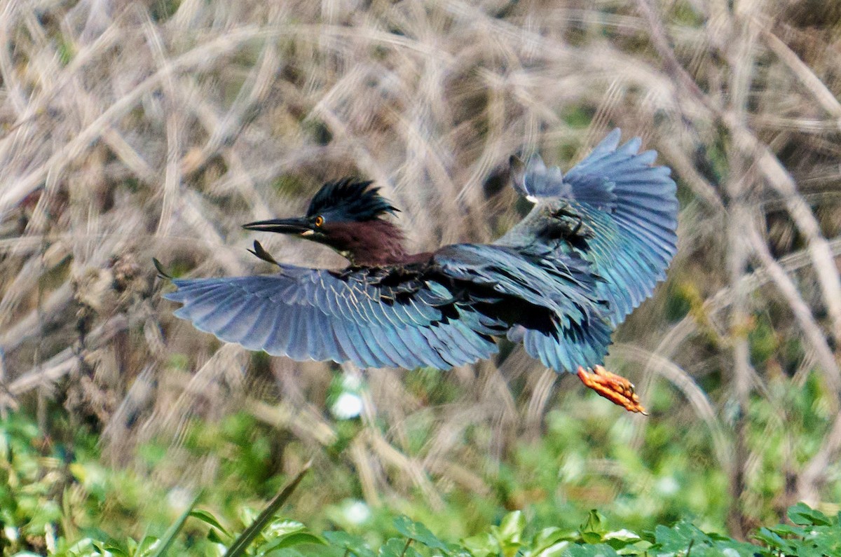 Green Heron - ML616646571