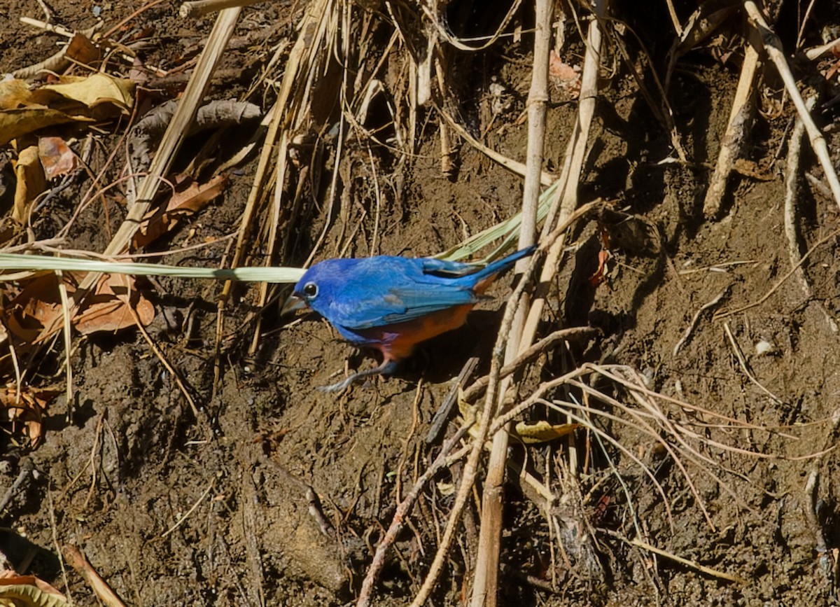 Rose-bellied Bunting - Brandon Best