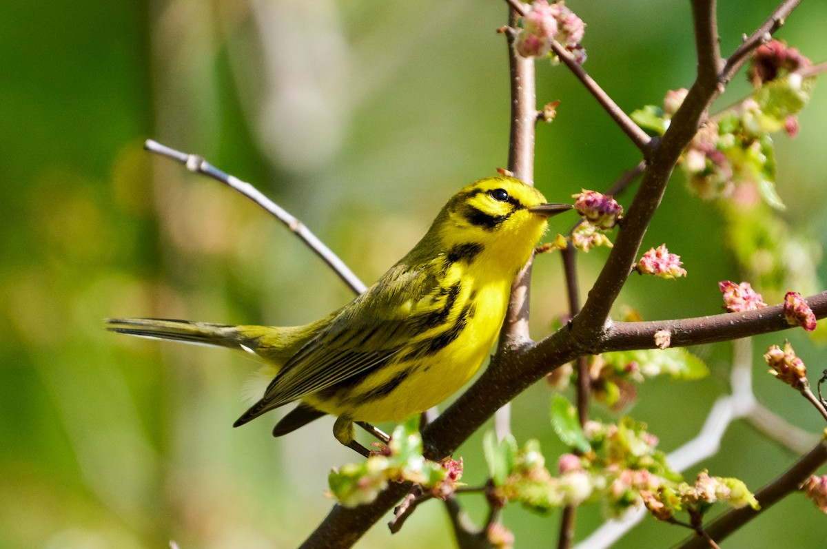 Prairie Warbler - ML616646620