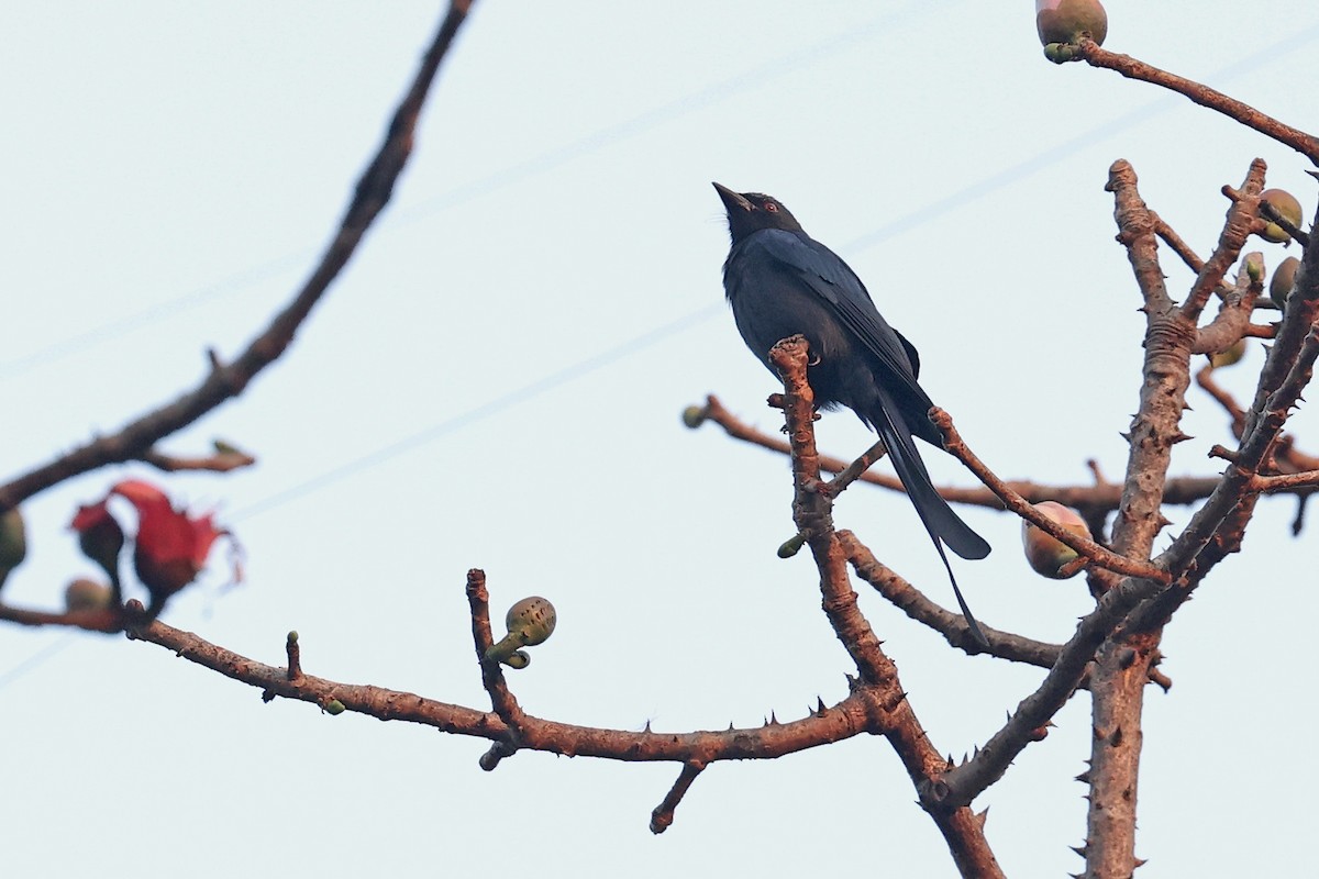 drongo kouřový - ML616646656