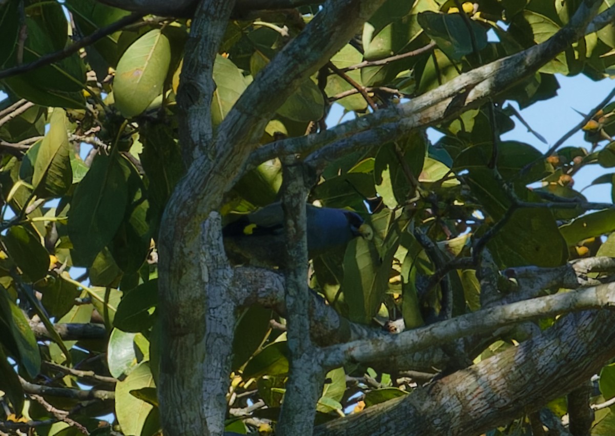 Yellow-winged Tanager - ML616646734
