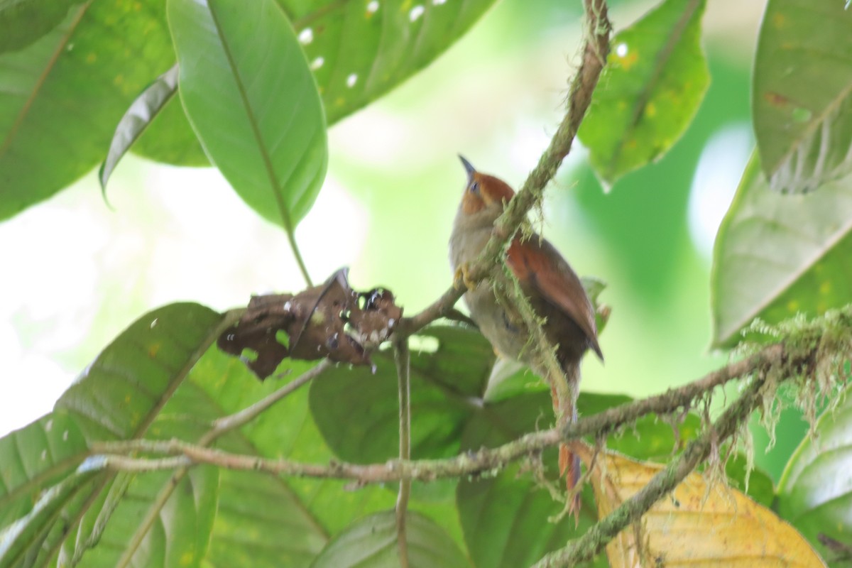 Red-faced Spinetail - ML616646736