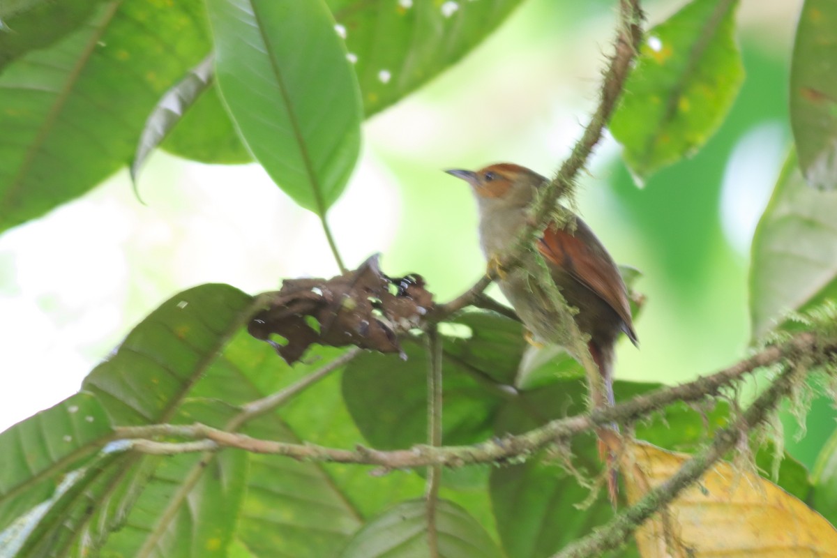 Red-faced Spinetail - ML616646737