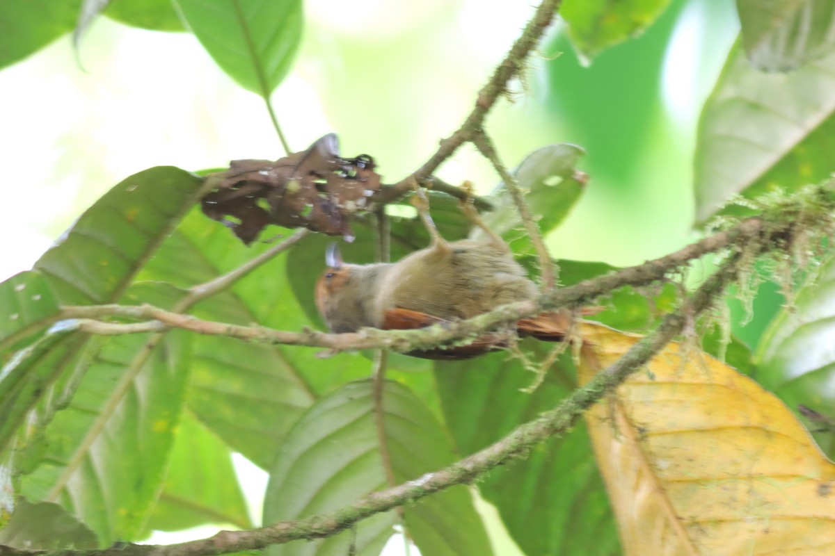 Red-faced Spinetail - ML616646738