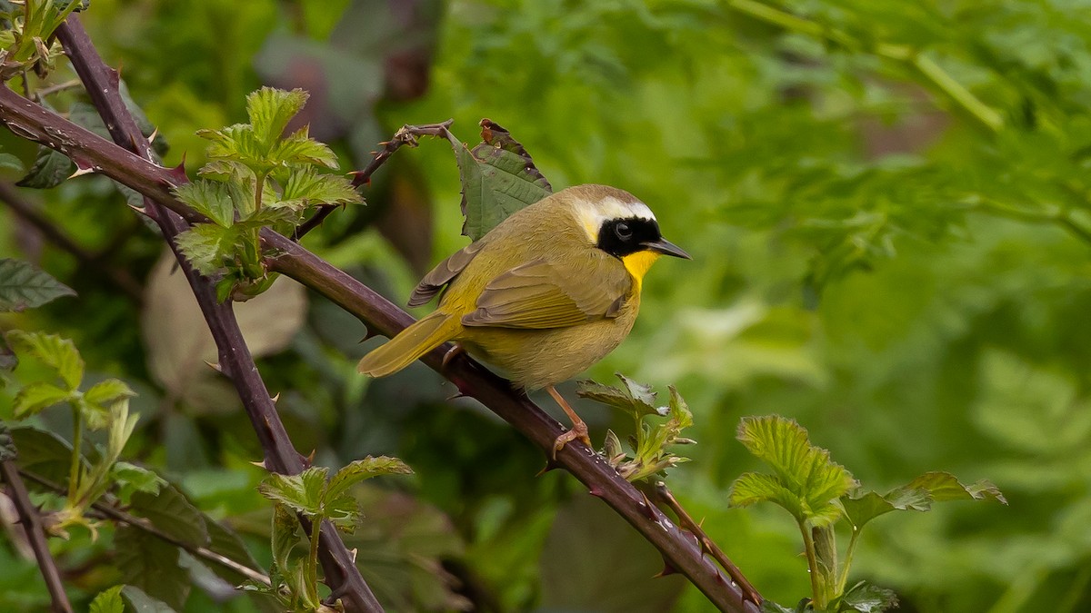 Common Yellowthroat - ML616646743