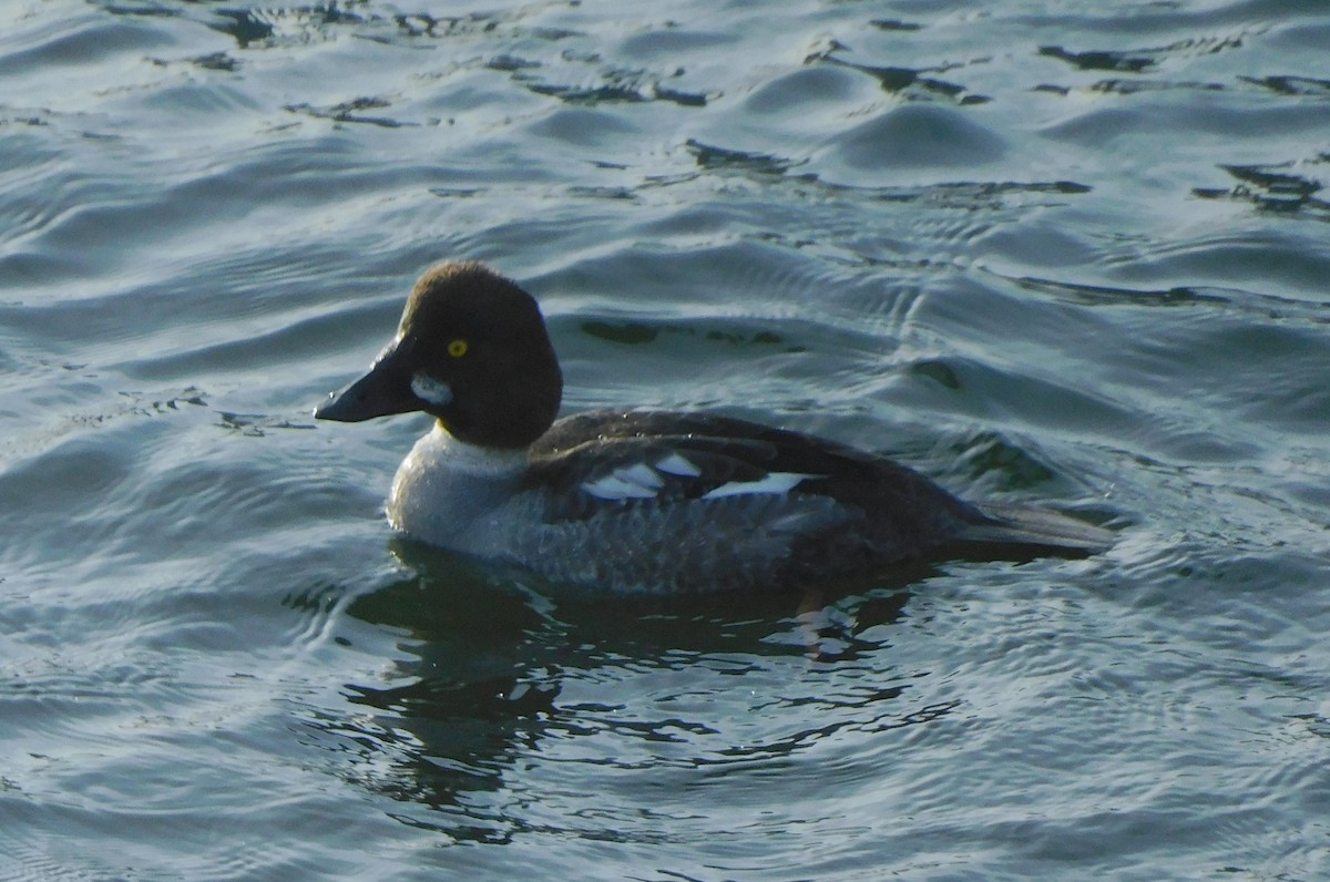 Common Goldeneye - ML616646760