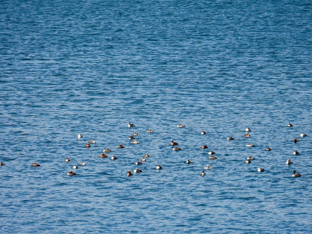 Horned Grebe - ML616646780