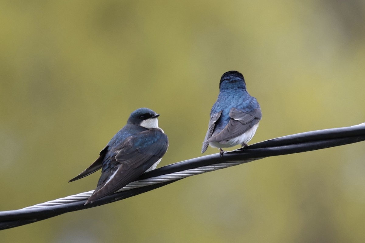 Tree Swallow - ML616646787