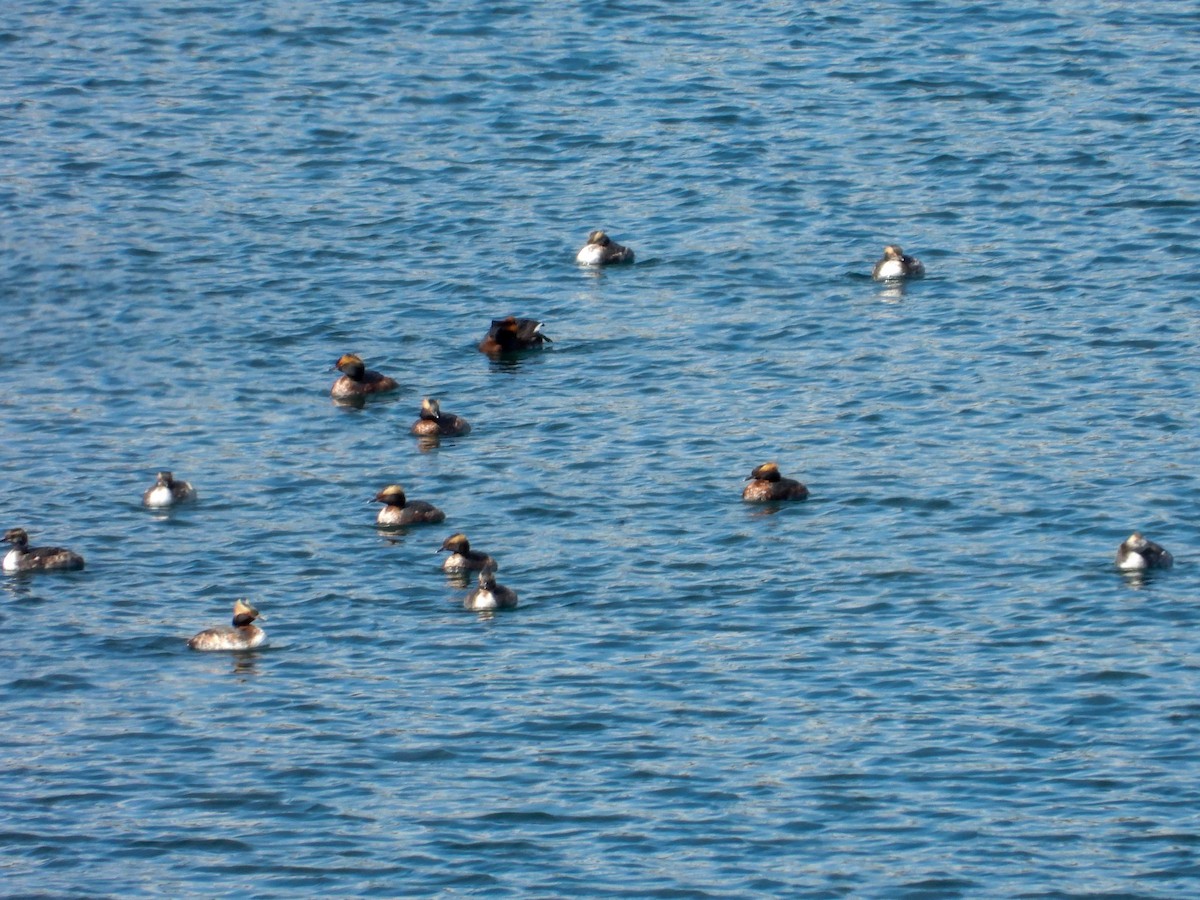 Horned Grebe - ML616646792