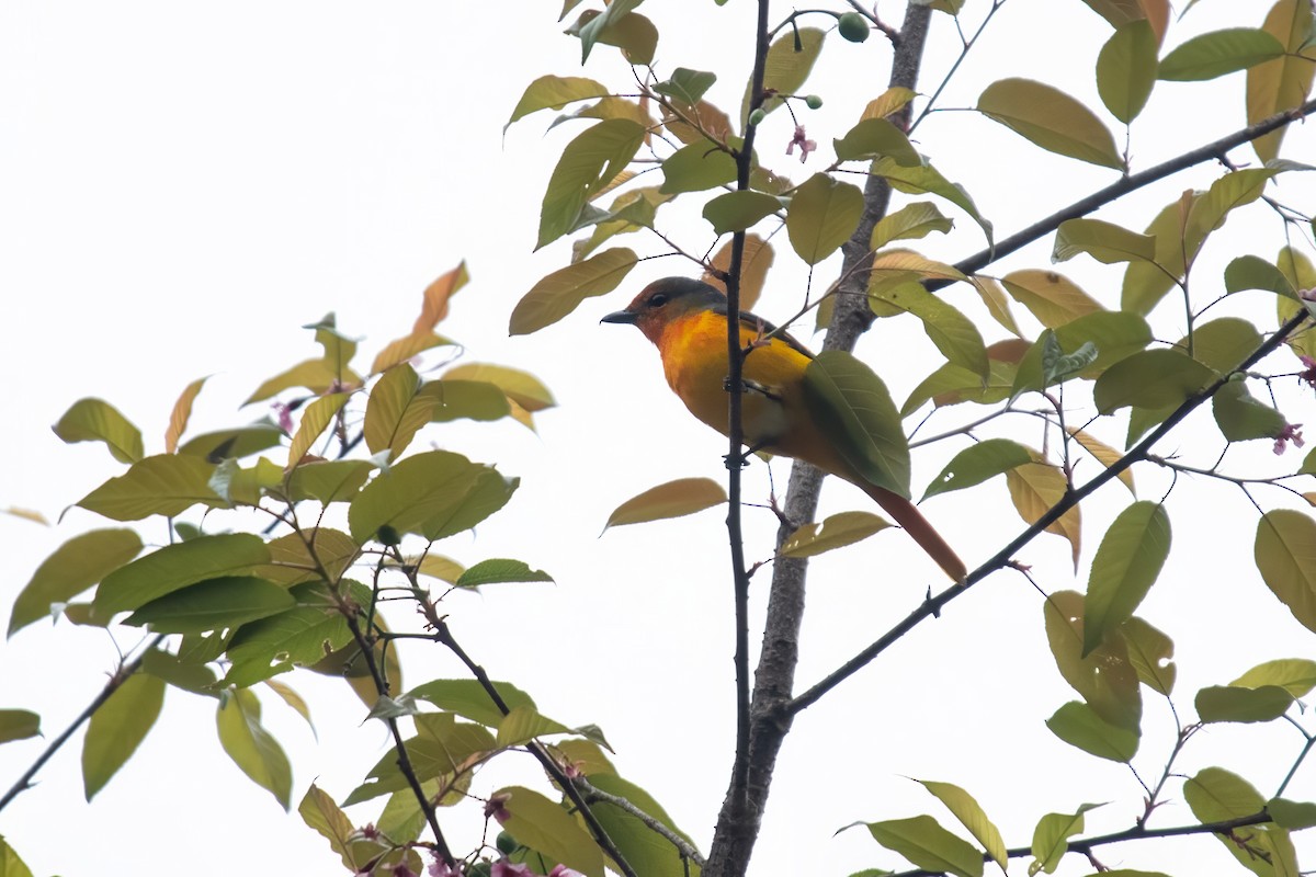 Scarlet Minivet - Dominic More O’Ferrall