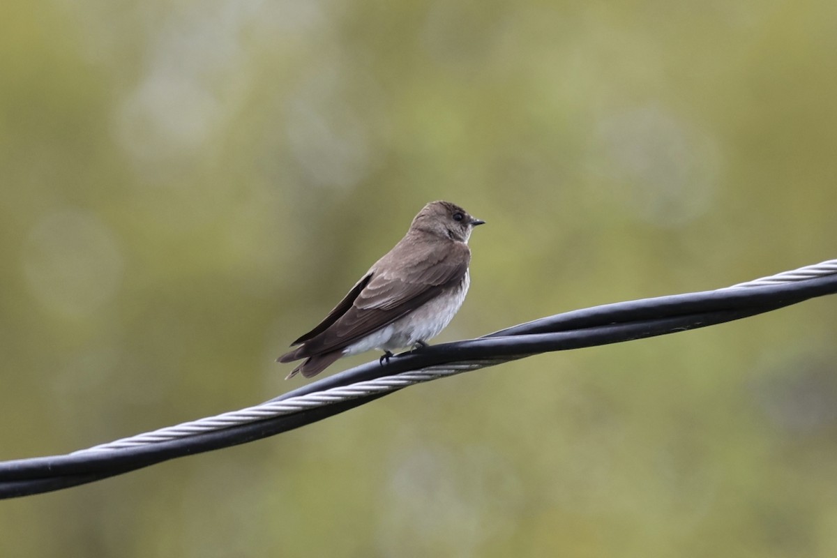 Northern Rough-winged Swallow - ML616646806