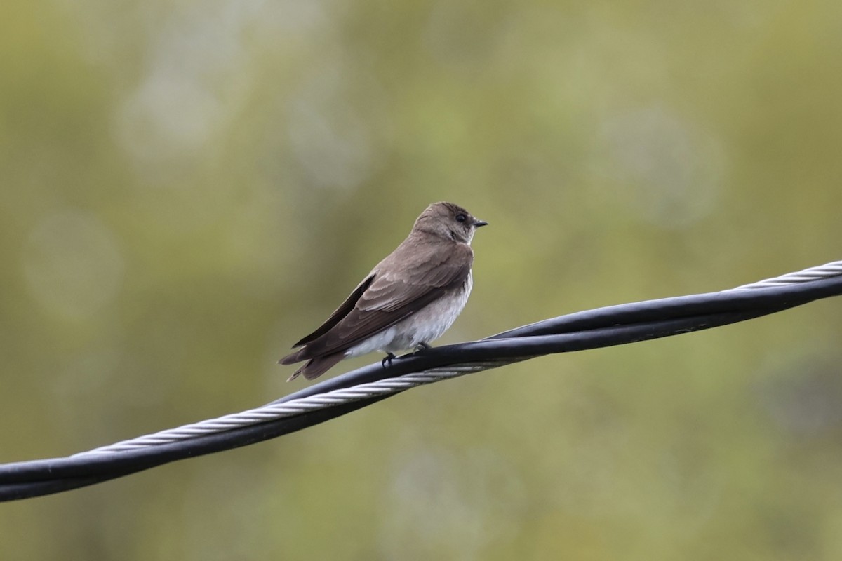 Golondrina Aserrada - ML616646806