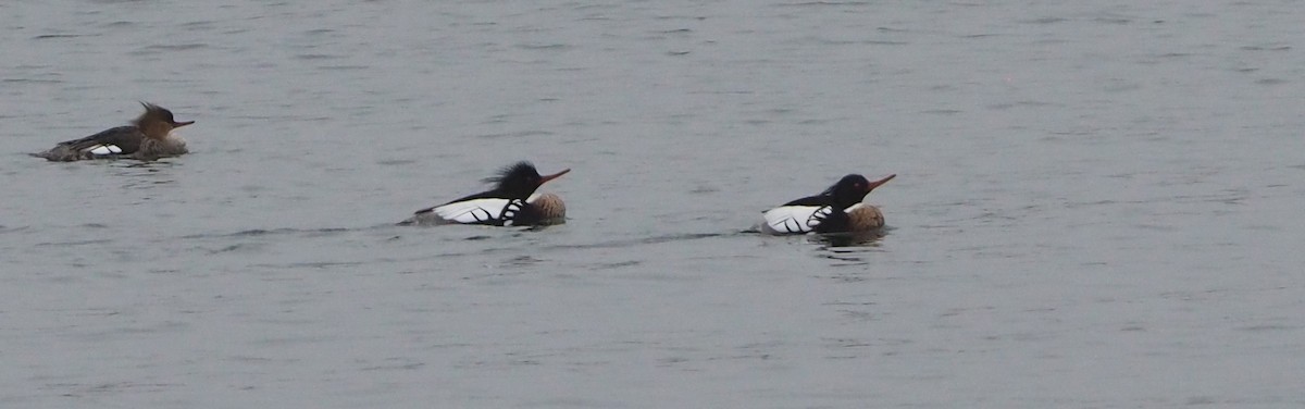 Red-breasted Merganser - ML616646814