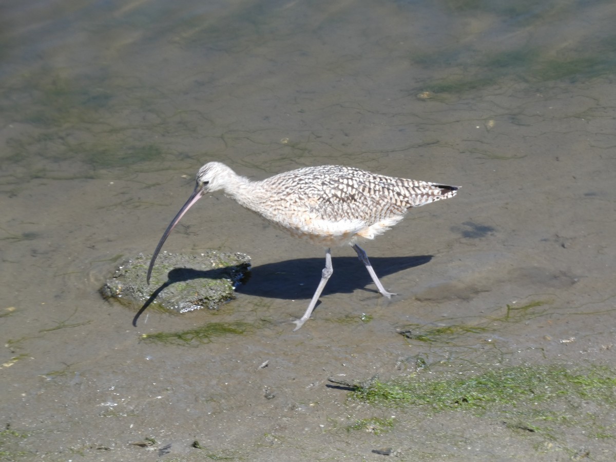 Long-billed Curlew - ML616646825