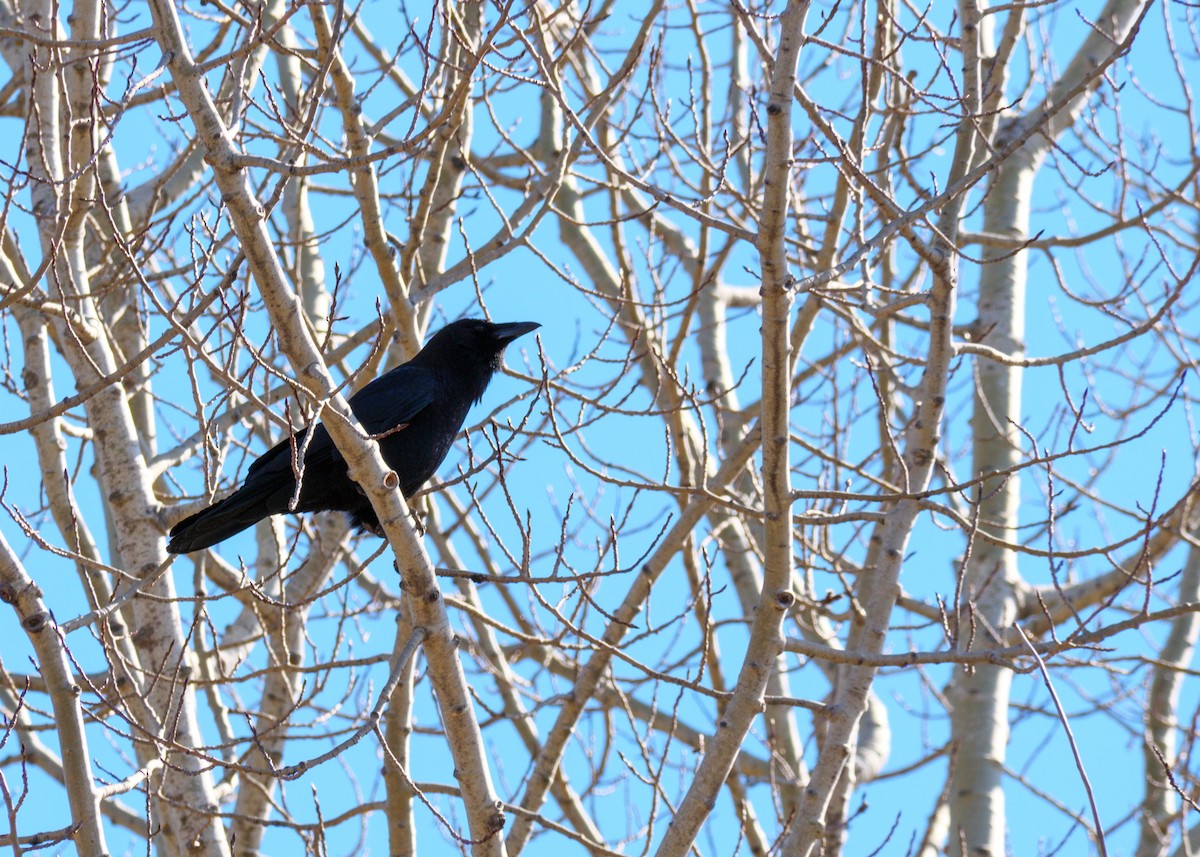 American Crow - ML616646855