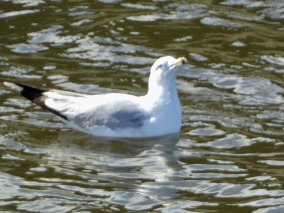 Ring-billed Gull - ML616646868