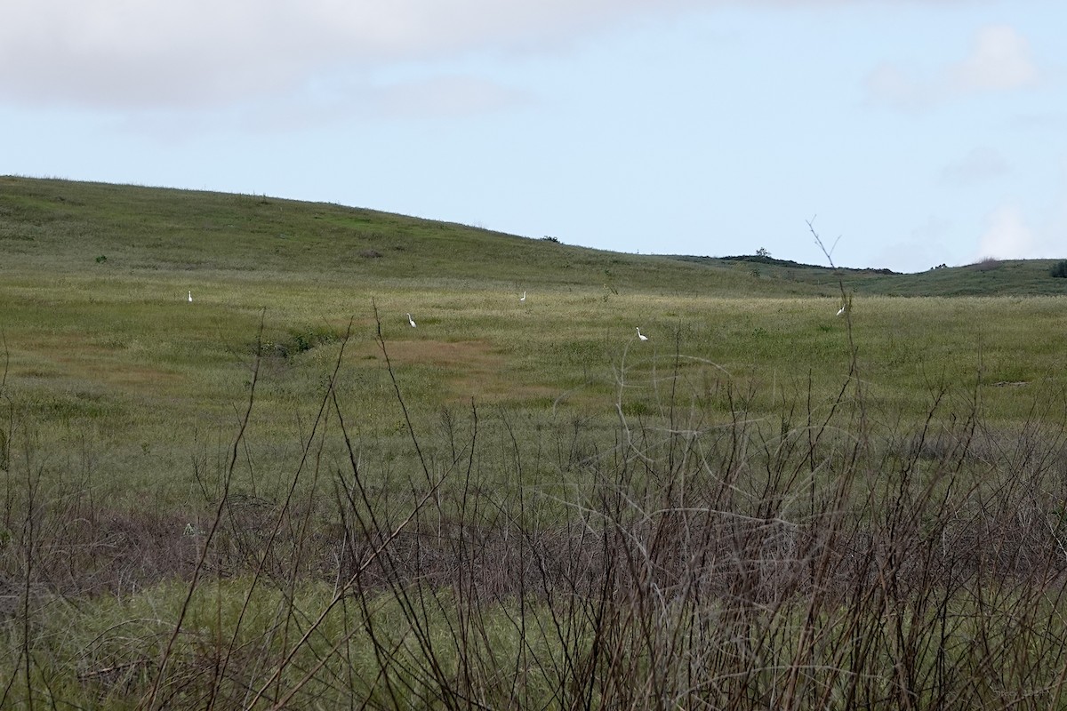 Great Egret - ML616646902