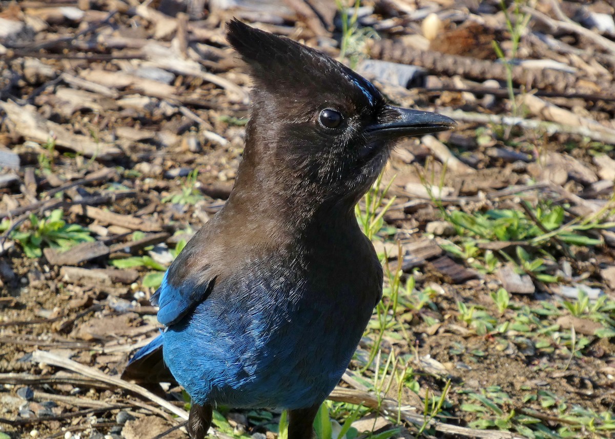 Steller's Jay - David Assmann