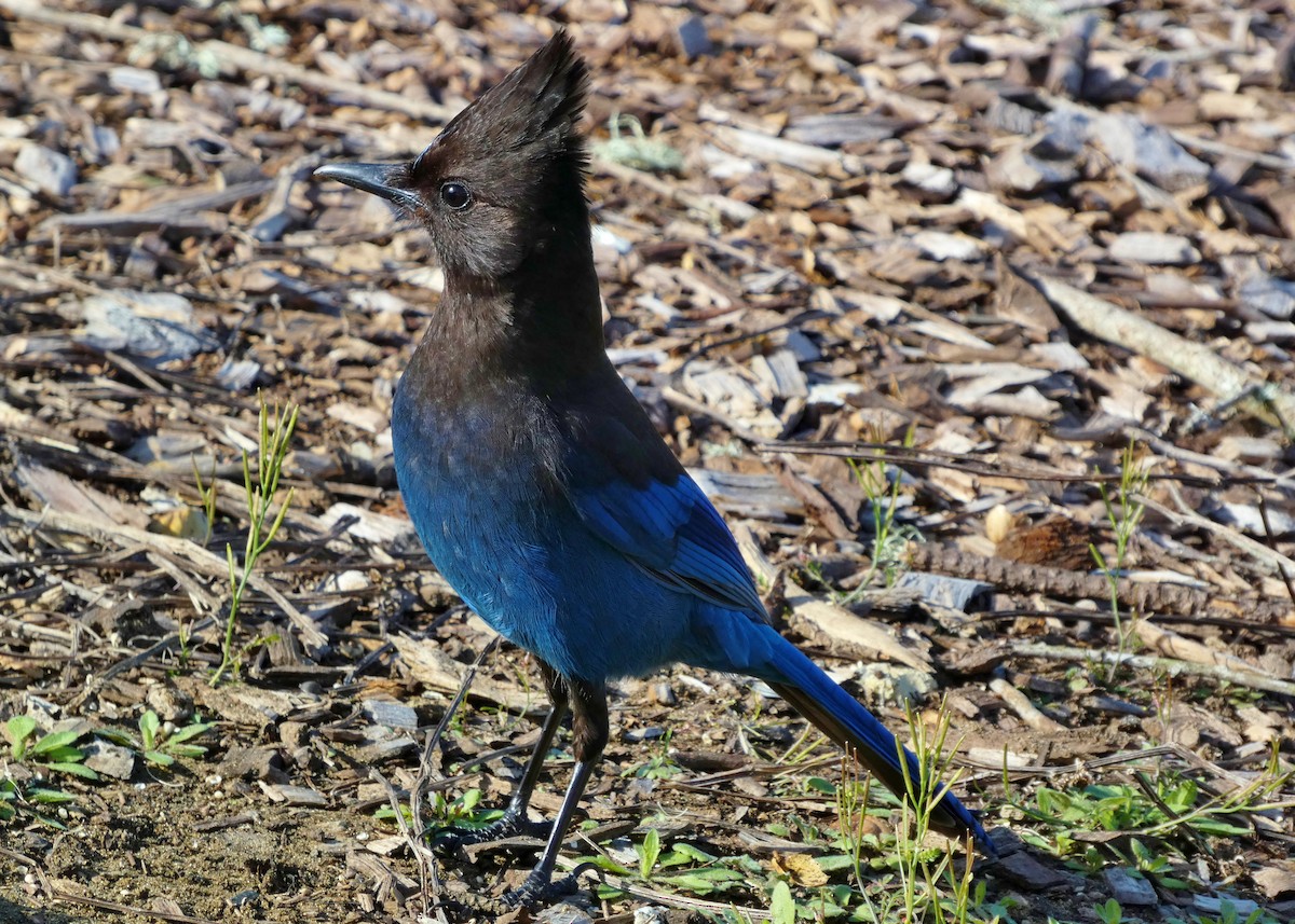 Steller's Jay - David Assmann