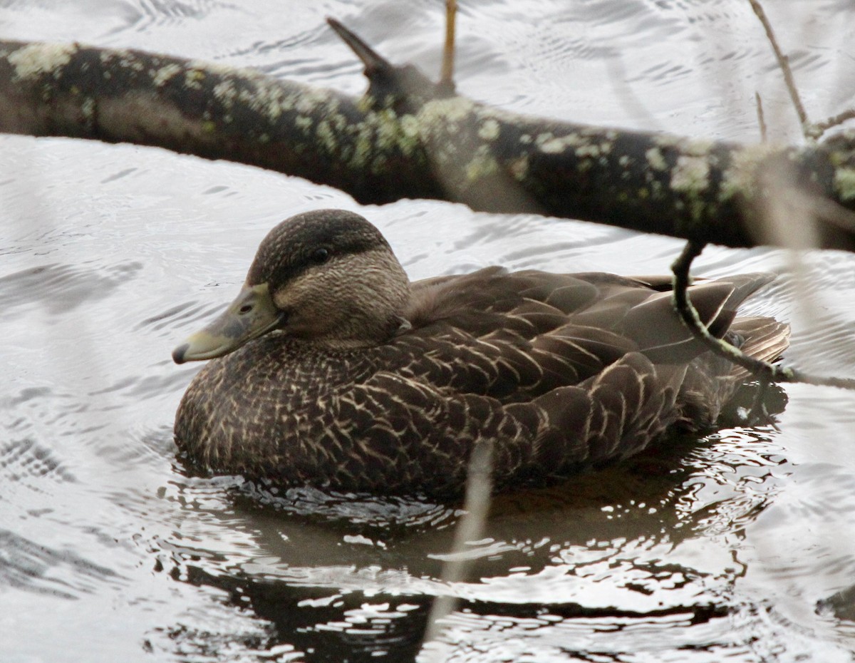 American Black Duck - ML616646915