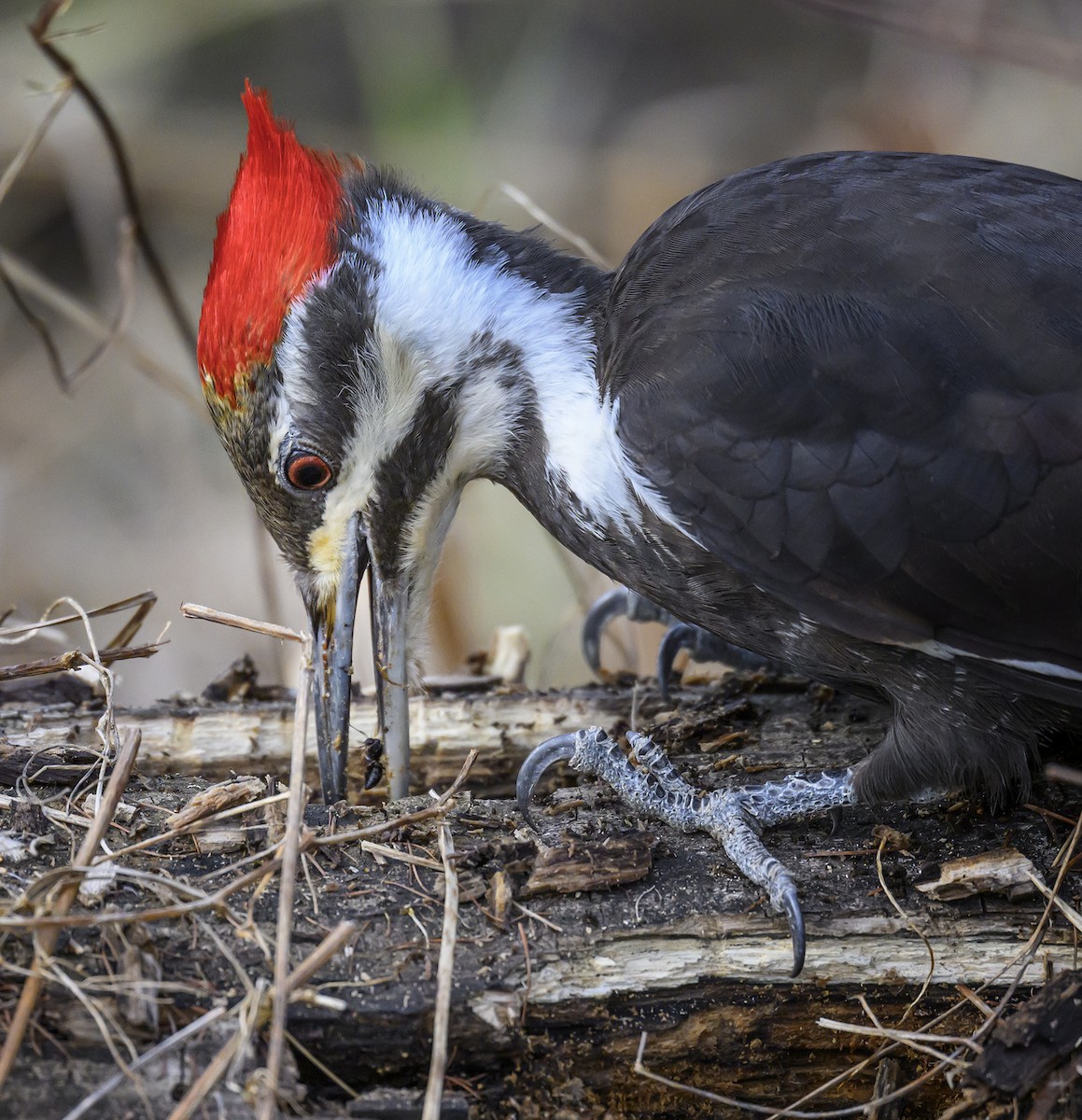 Pileated Woodpecker - ML616646936