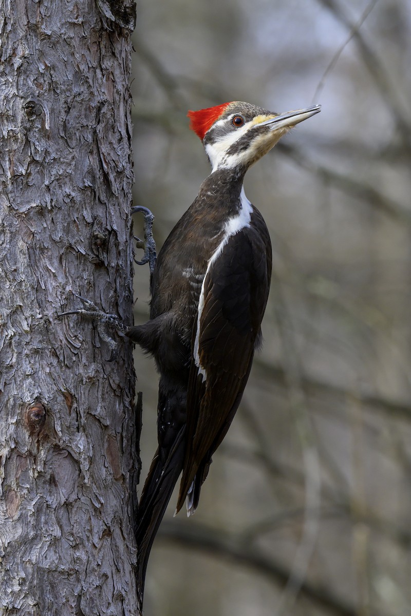 Pileated Woodpecker - ML616646938