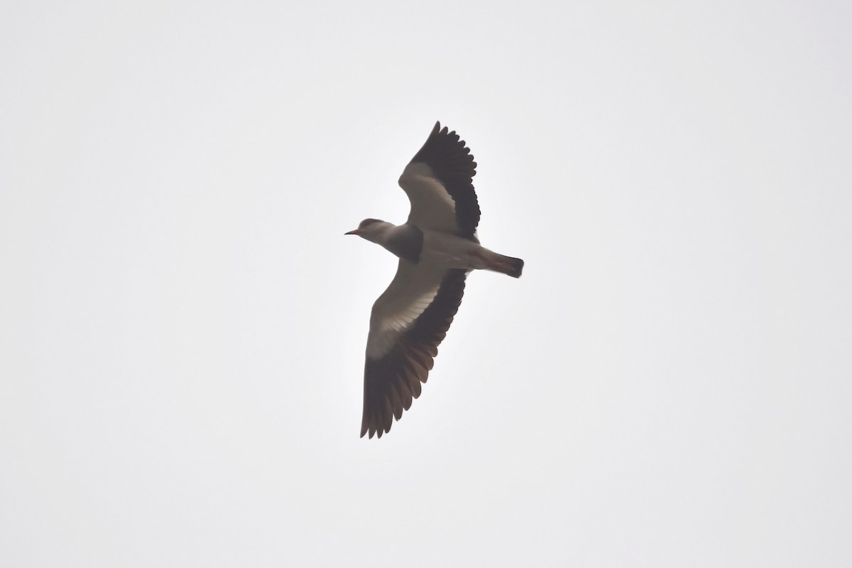 Andean Lapwing - Kendell Loyd