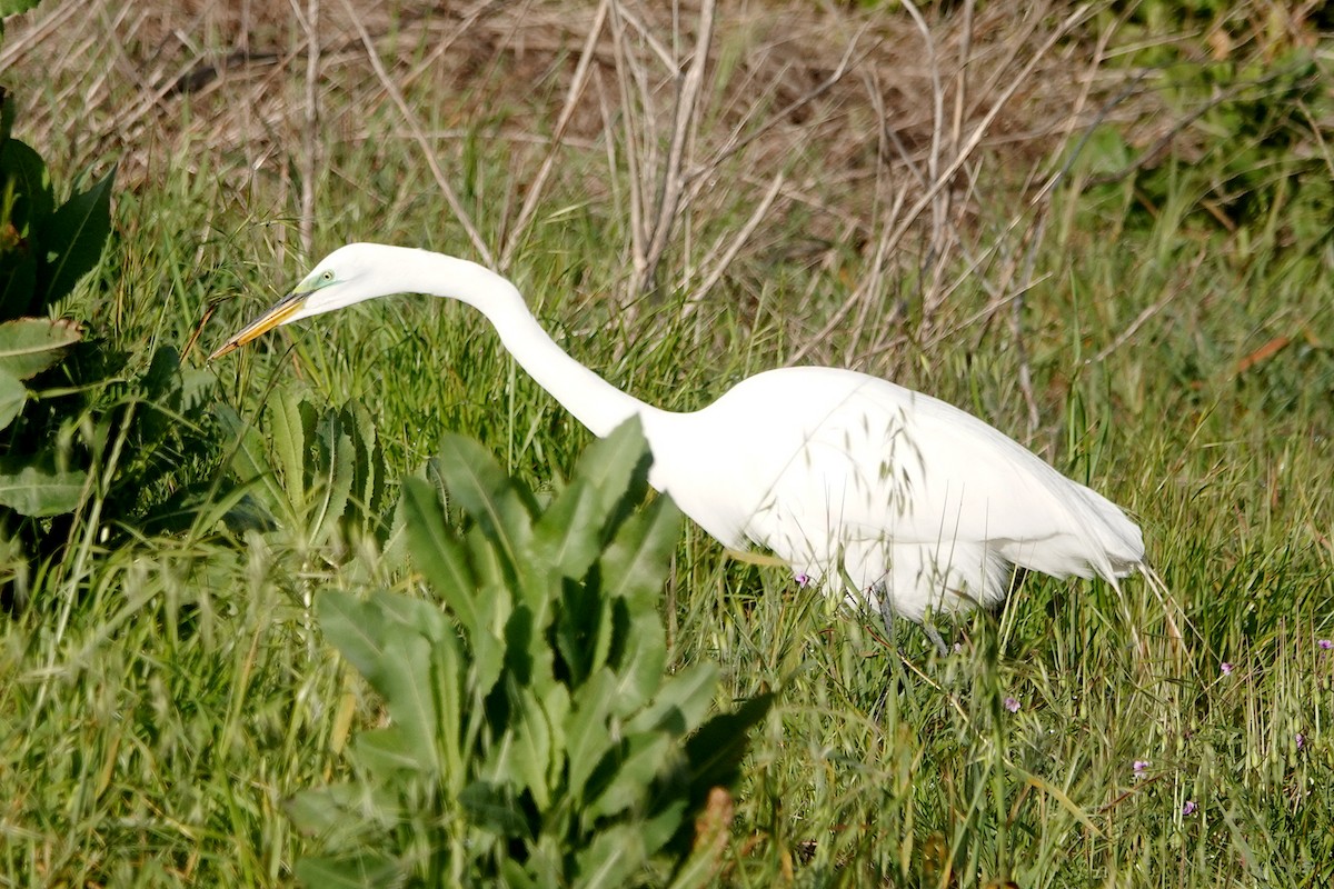 Great Egret - ML616647012