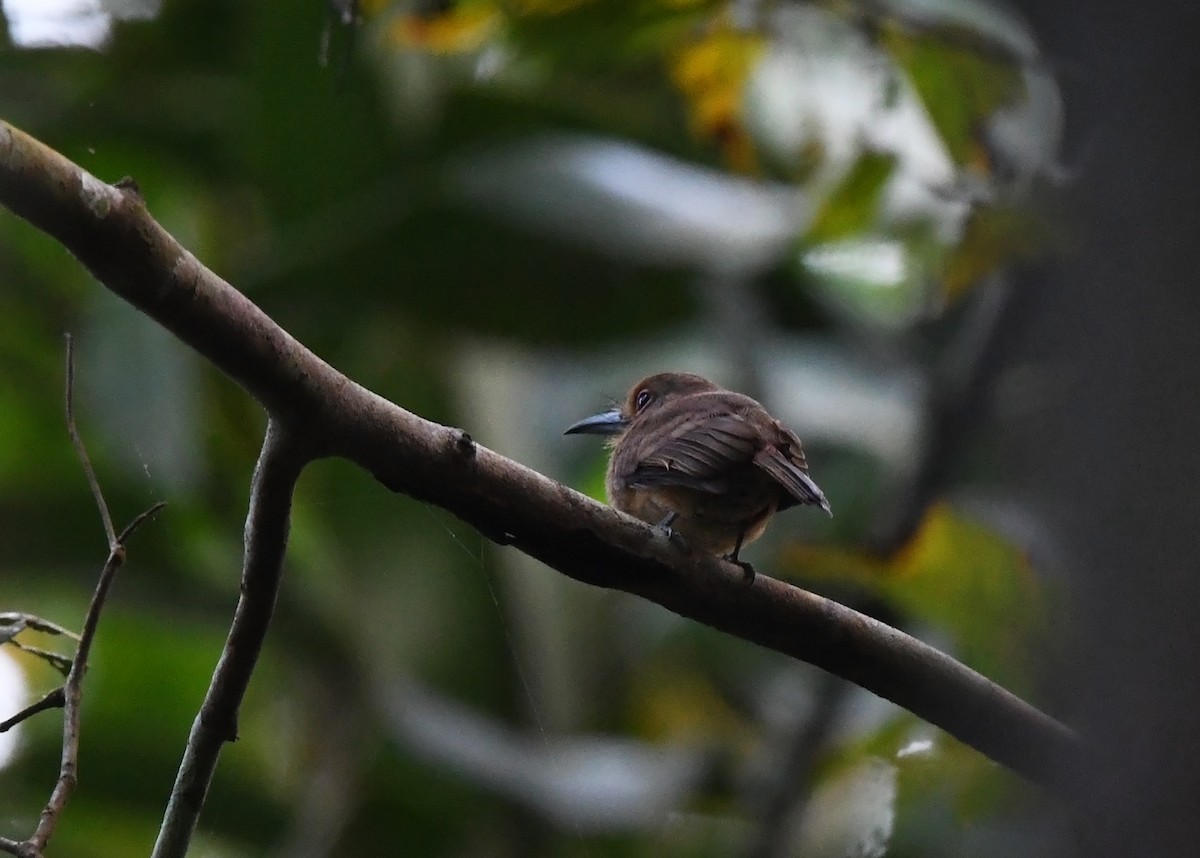 Brown Nunlet - ML616647026