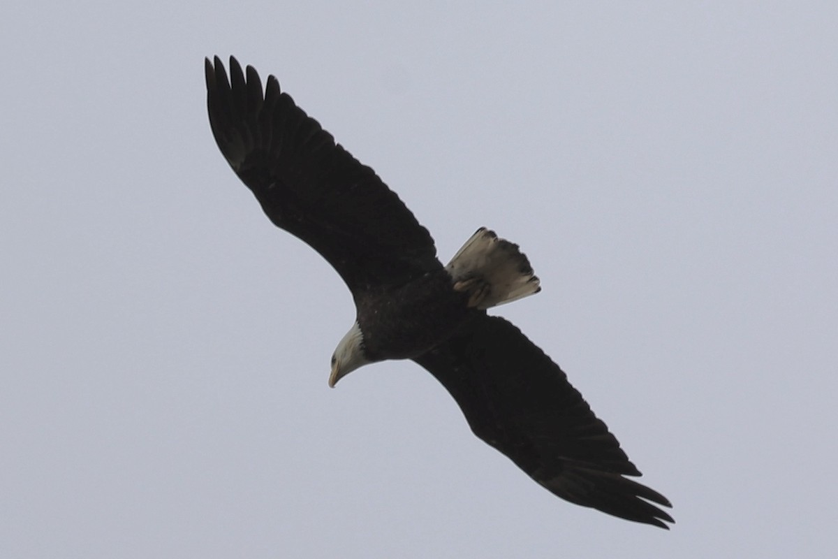 Bald Eagle - Ann Stockert