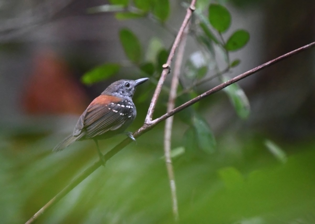 Rufous-backed Stipplethroat - Joshua Vandermeulen