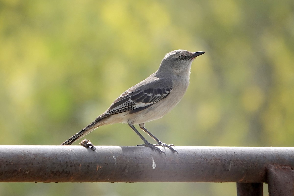 Northern Mockingbird - ML616647072