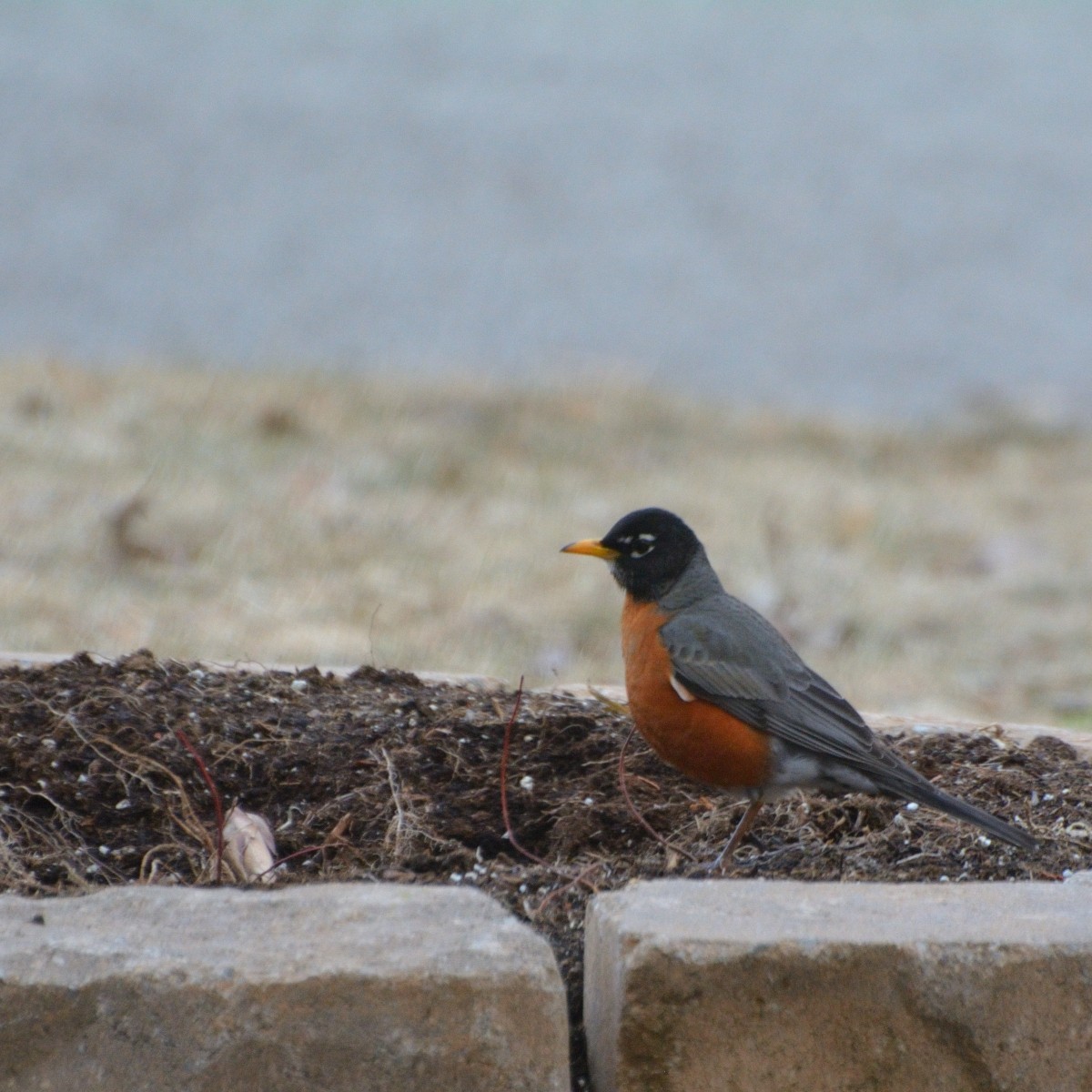 American Robin - ML616647085