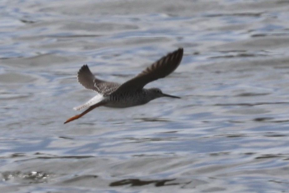 Greater Yellowlegs - ML616647091