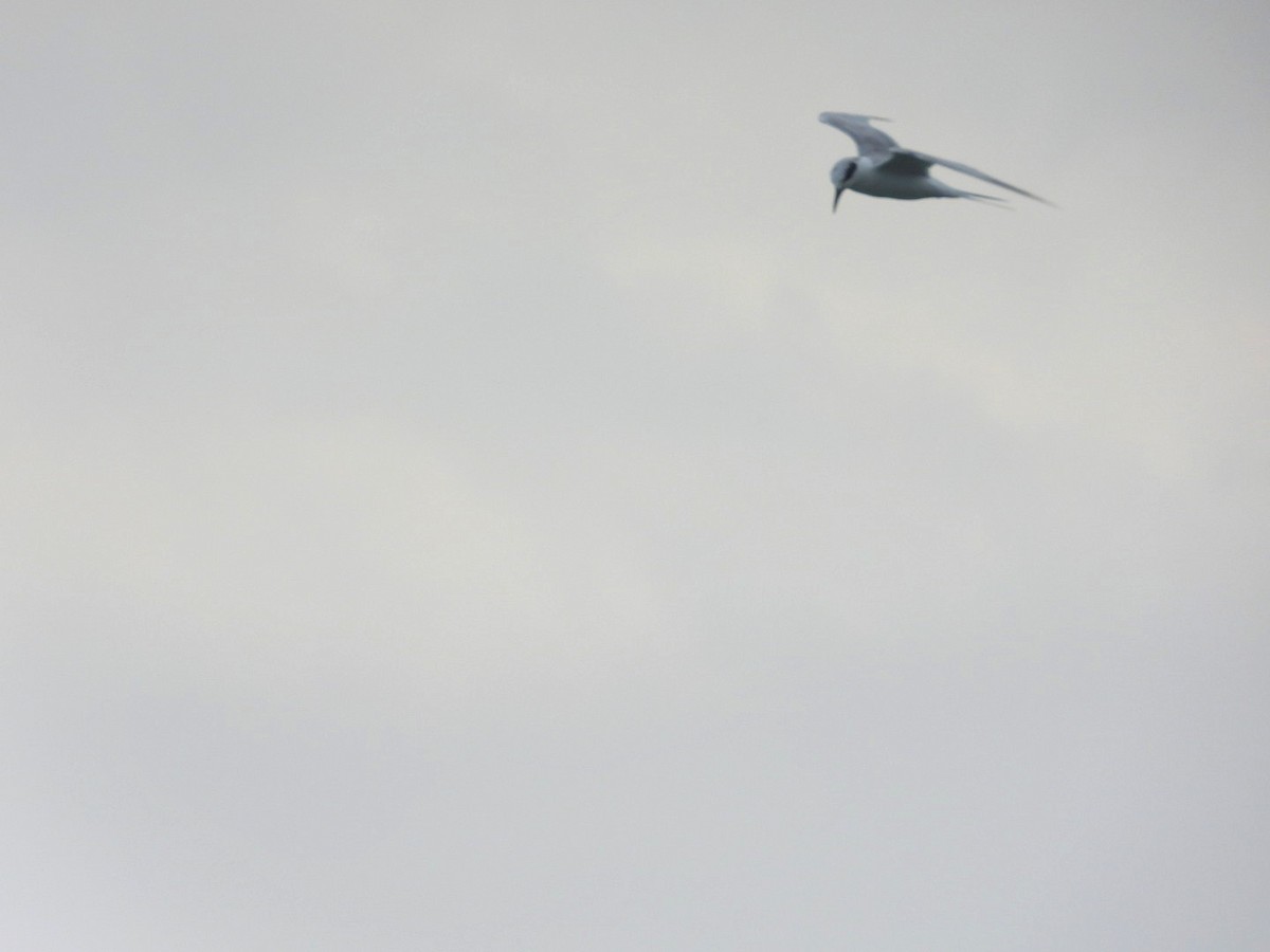 Forster's Tern - ML616647096