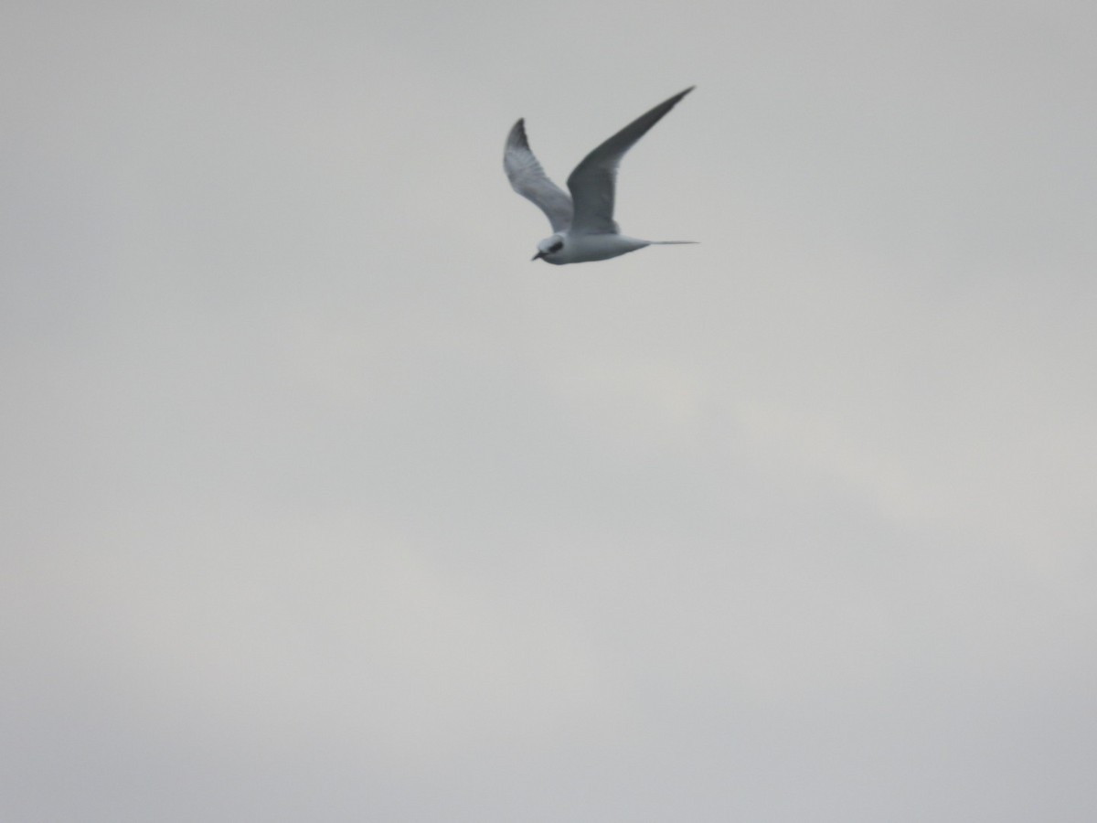 Forster's Tern - ML616647097