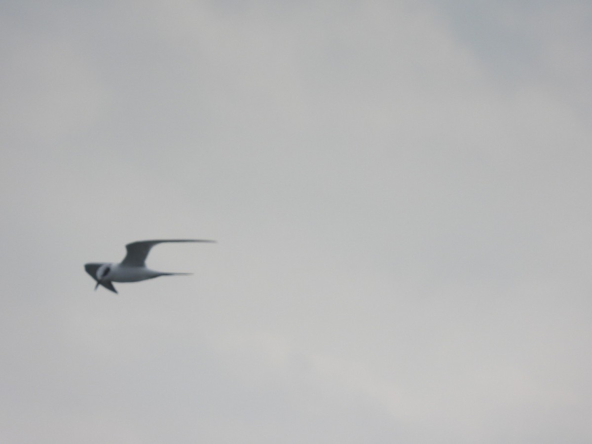 Forster's Tern - ML616647098