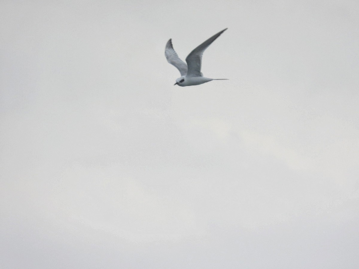 Forster's Tern - ML616647100