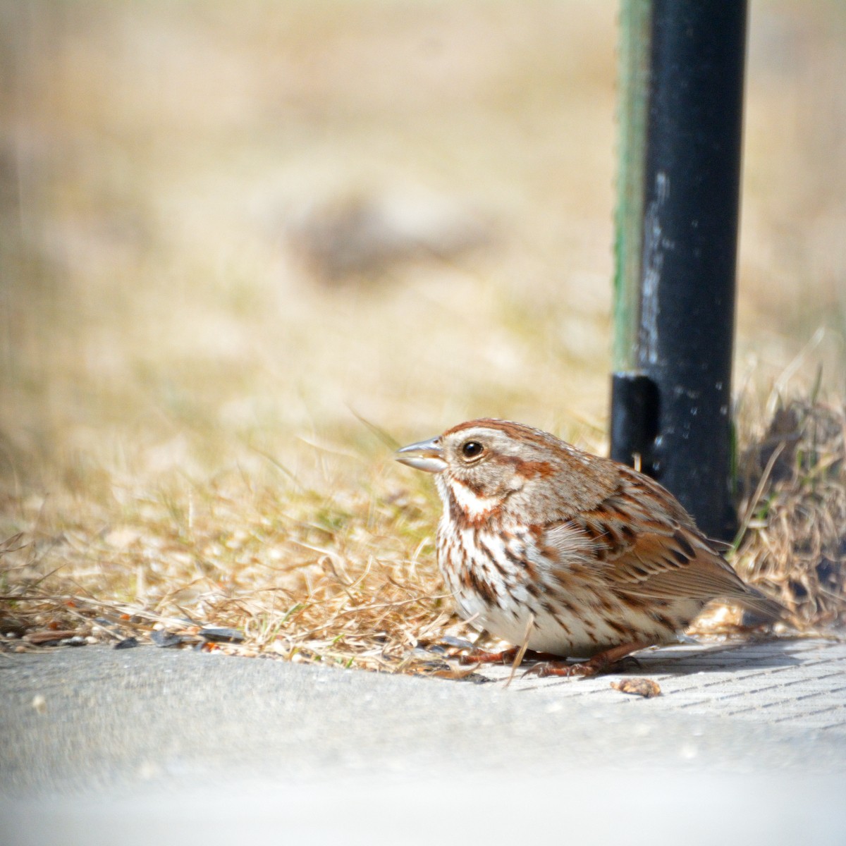 Song Sparrow - ML616647111