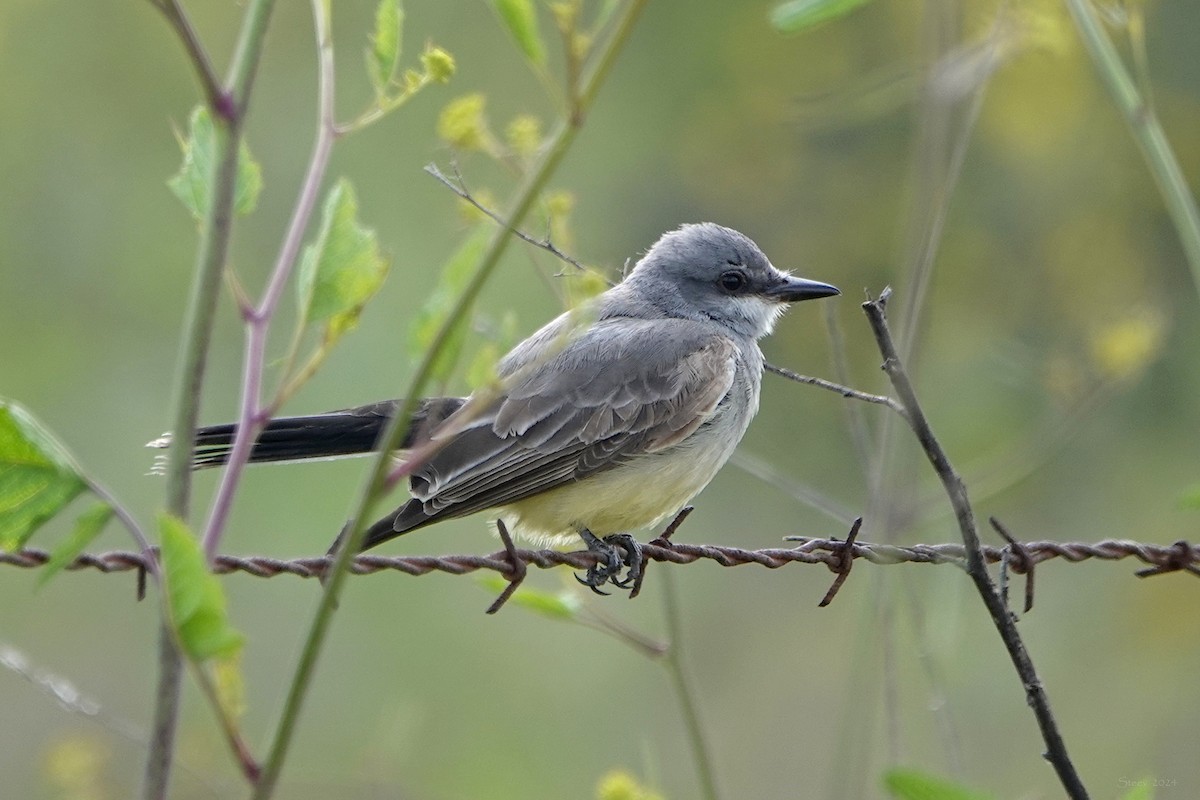 Cassin's Kingbird - Steve Neely