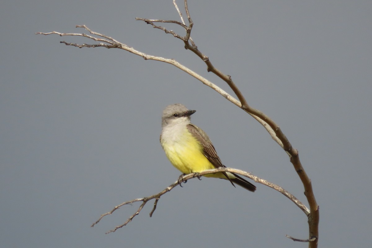 Western Kingbird - ML616647189