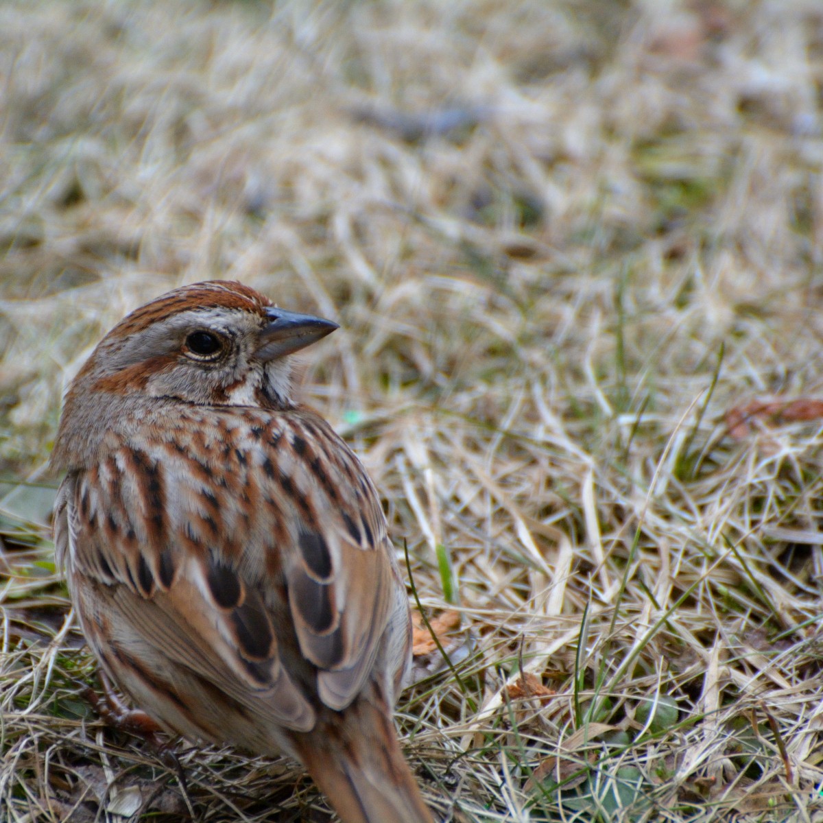 Song Sparrow - ML616647199